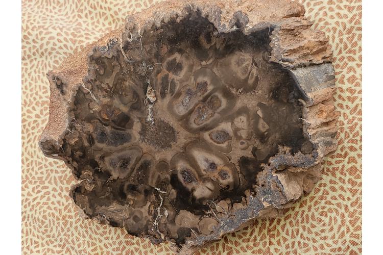 Verstenerter Baumfarn Rhexoxylon africanum , 21 cm