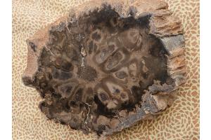 Verstenerter Baumfarn Rhexoxylon africanum , 21 cm